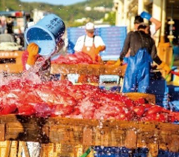 本社・下田工場から届いた美味しい魚介を調理